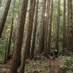 Coupon 🤩 POC VPD System Torso 👍 16 POC VPD System Torso